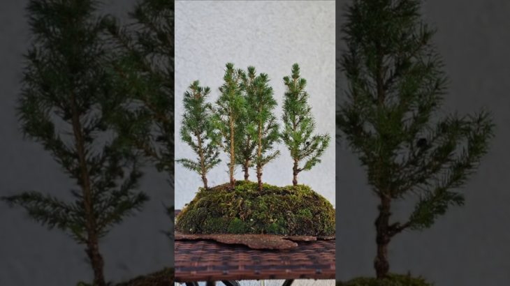 DIY MINI FOREST🌲🌲🌲🌲🌲#howto #diy #tutorial #hyperlapse #fyp #fy #bonsai #forest #on #a #slab #viral