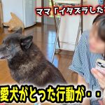 イタズラがバレて必死に誤魔化す愛犬が面白すぎました【別荘開拓編最終話】