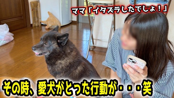 イタズラがバレて必死に誤魔化す愛犬が面白すぎました【別荘開拓編最終話】