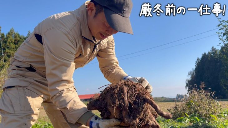 【古民家再生279】謎の物体にしか見えない物を収穫! /もみ殻燻炭作り Restoration of old houses and country life