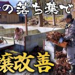 【古民家再生280】半年で溜まった落ち葉、全部畑に入れちゃいます!  Restoration of old houses and country life