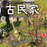 【古民家再生】畑の土の中から変なものが出てきました・・・自然農１年目の畑と２年目の畑の収穫物｜父と息子の洗面・浴室DIY｜我が家で宴会