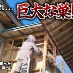 【古民家再生290】一体なんの巣??階段上に大量の藁を発見しました  Restoration of old houses and country life