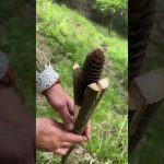 How to make a torch in the forest🔥#shorts #short #tiktok #survival #lifehacks #camping