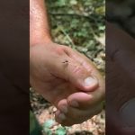 ✅Survival Skills: Amazing DIY Mosquito and Midge Repellent. #survival #camping #forest