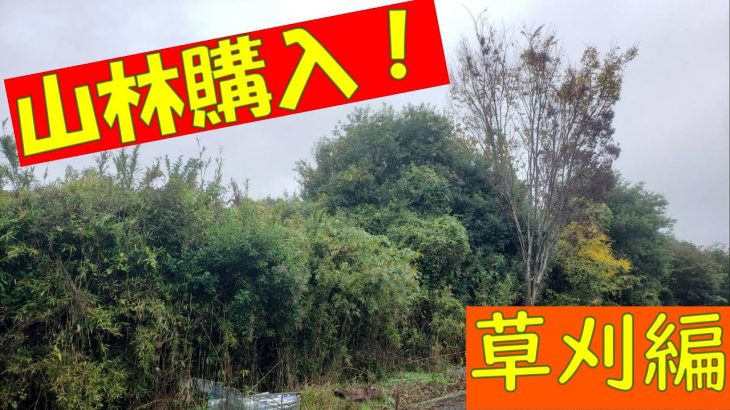 2025年、購入した山林の紹介です。素人が秘密基地のアジトをつくることを目指したプロジェクト！