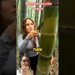 bamboo clean water #bamboo #forest #bamboocraft #diy