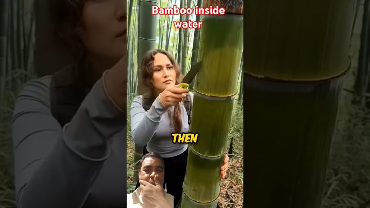 bamboo clean water #bamboo #forest #bamboocraft #diy