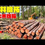 数十m級の大木伐採をプロに依頼したので見学してみた！【DIY｜山林開拓】