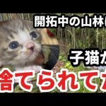 開拓中の山林に子猫が捨てられてた　水稲・陸稲植え付け