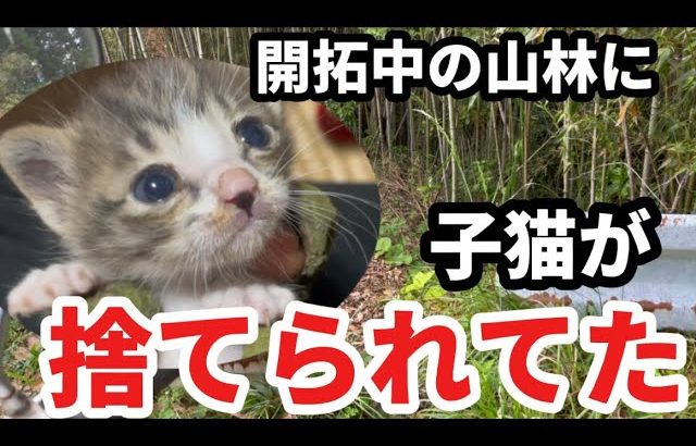 開拓中の山林に子猫が捨てられてた　水稲・陸稲植え付け