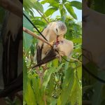 Angle forest hunter #shorts #diy #home #Hidi #Tamil #Telugu #Tech #Desi
