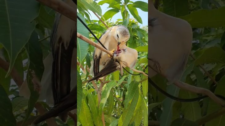 Angle forest hunter #shorts #diy #home #Hidi #Tamil #Telugu #Tech #Desi
