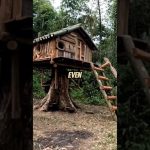 From Trunk to Haven: Crafting a Forest Shelter #shorts #Bushcraft #TreeHouse