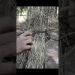 How I Built a Grass Hut with My Hands 🌿🔥 #survival #bushcraft #primitiveplus #diy #forest #cooking