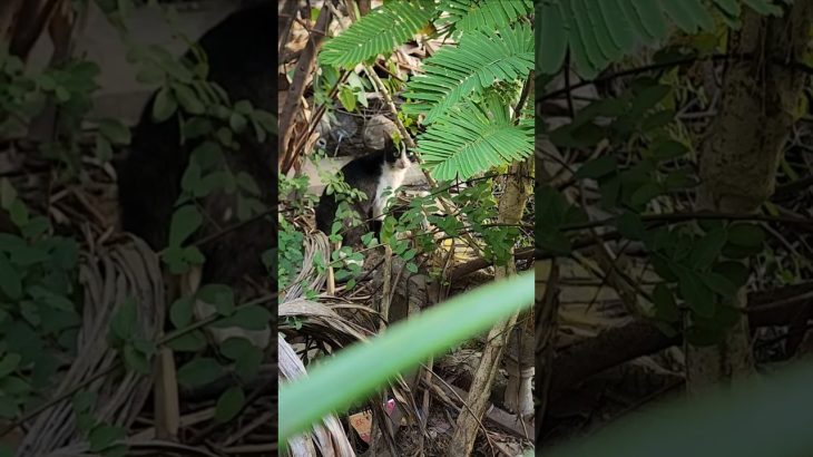 The cat is walking in the forest