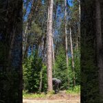 falling red pines for the cabin