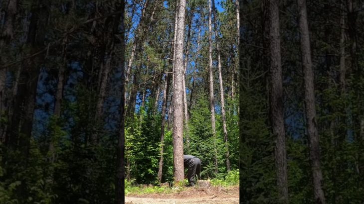 falling red pines for the cabin