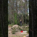 one more pine tree for the timber frame cabin project