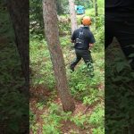 the cabin build / day 4 / falling some red pines