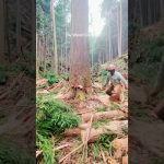 Giant Tree Felling 🌳 | Master Lumberjack At Work #diy cutting #tree