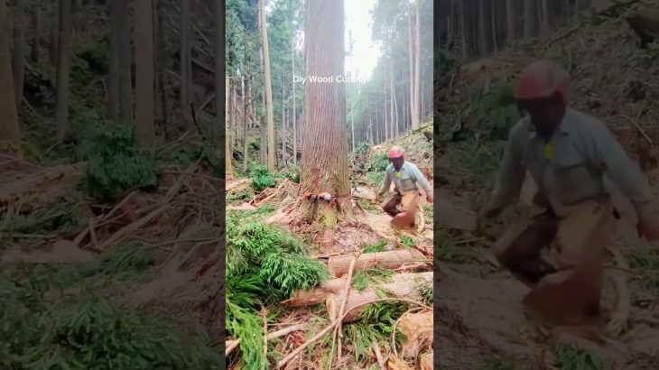 Giant Tree Felling 🌳 | Master Lumberjack At Work #diy cutting #tree