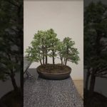 Mini spruce forest🌲🌲🌲#bonsai #fyp #fy #forest #diy #how #to #channel #tutorials #prune #back #to