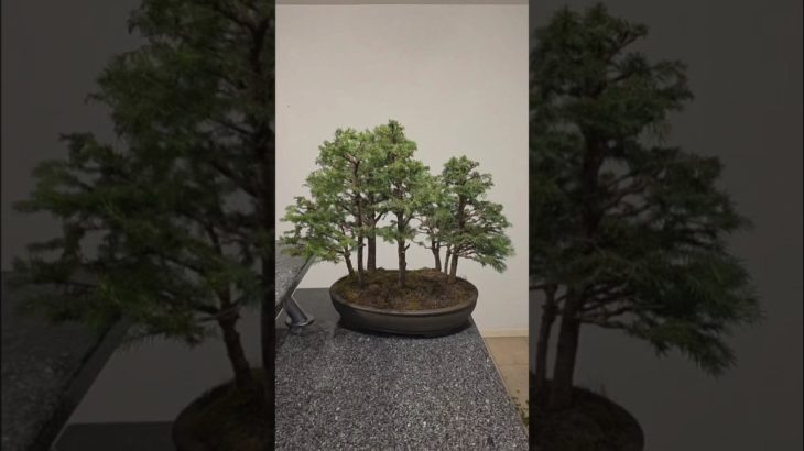 Mini spruce forest🌲🌲🌲#bonsai #fyp #fy #forest #diy #how #to #channel #tutorials #prune #back #to