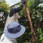 【作業98日目】DIY工具で、庭の植栽？を伐採する。越境していく植物たち。