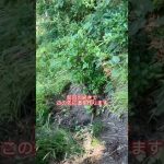 山の手入れのために裏山に道作り