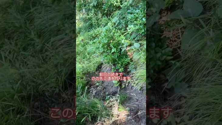 山の手入れのために裏山に道作り