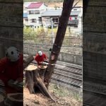 【線路沿い伐採】 #アーボプラス #林業 #アウトドア #特殊伐採 #クライミング #自然