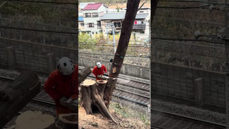 【線路沿い伐採】 #アーボプラス #林業 #アウトドア #特殊伐採 #クライミング #自然