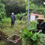 【古民家に住もう#281】大繁殖した葛クズを刈ったら草刈り機粉砕＆うるしでかぶれる？