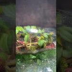 This is How i clean my Bottle Terrariums #forestinajar #terrarium #diyterrarium