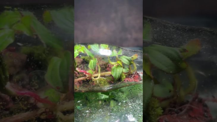 This is How i clean my Bottle Terrariums #forestinajar #terrarium #diyterrarium