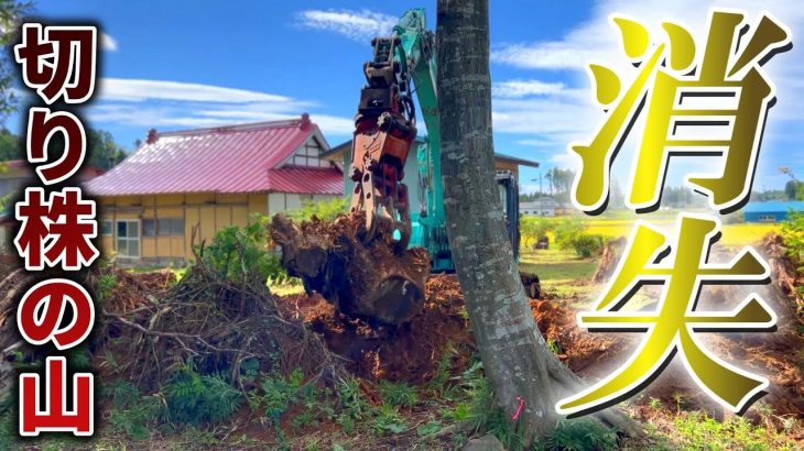 【切り株VS重機】遂に一番巨大な山が無くなりました!  【古民家再生352】