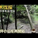 3千坪の山を再開拓 大木伐採 素人が手を出しちゃダメなヤツ