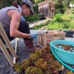 【古民家に住もう#284】栗拾いにサツマイモ堀り、ほのぼのと田舎暮らしルーティーン
