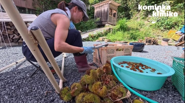 【古民家に住もう#284】栗拾いにサツマイモ堀り、ほのぼのと田舎暮らしルーティーン