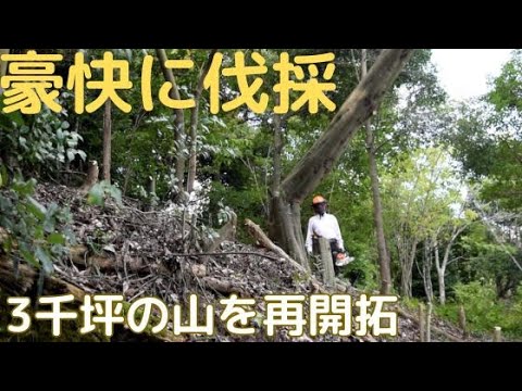 3千坪の山を再開拓　豪快に伐採３連発　薪割　薪棚
