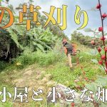 3畳小屋リフォームと畑の草刈り、島暮らしは家の維持が過酷すぎる #279
