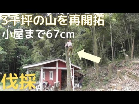 3千坪の山を再開拓　不安な伐採　小屋まで67ｃｍ
