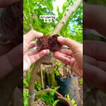 plant cultivation #bonsaitihon #airlayering #craft #diy #gardening