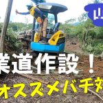 【山開拓】作業道作設と木材搬出準備！蜂に襲われる⁉