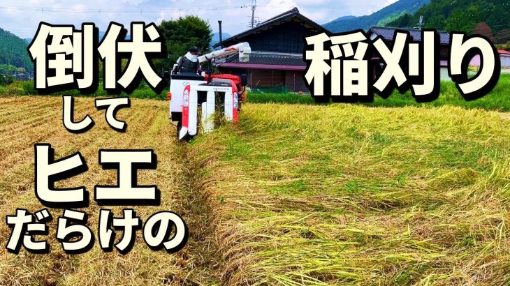 倒伏とヒエだらけの田んぼで稲刈り奮闘！米価への思いも。そして次男がコンバイン初挑戦！