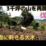 3千坪の山開拓　地面に刺さる大木　伐採・スイス積み薪棚完成