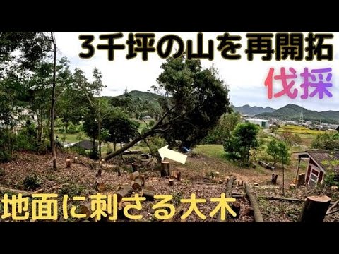 3千坪の山開拓　地面に刺さる大木　伐採・スイス積み薪棚完成
