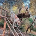 Building a Treehouse in the Wild | Primitive Bushcraft DIY Shelter with Dog | Nature ASMR