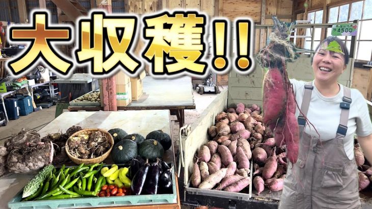 【これ全部自家消費!?】今年のさつま芋は超大量! /待ち望んだIH設置【古民家再生361】